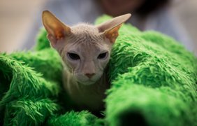 Выставка котов в Киеве
