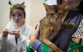 Выставка котов в Киеве