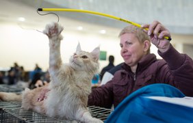 Выставка котов в Киеве