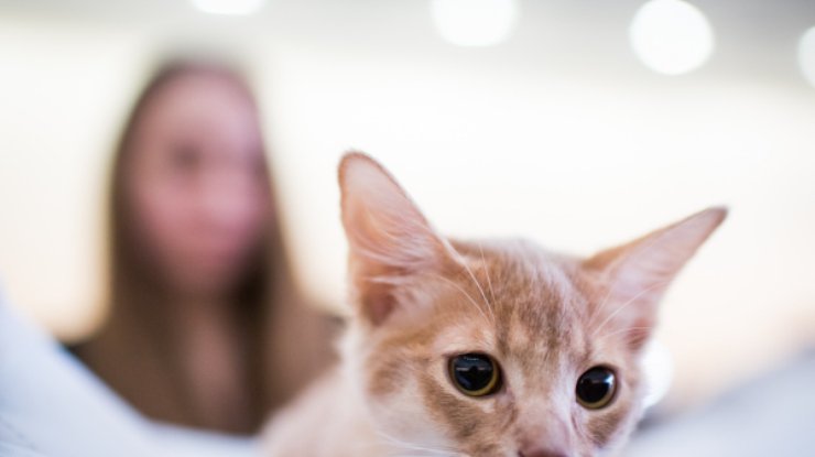 Выставка котов в Киеве