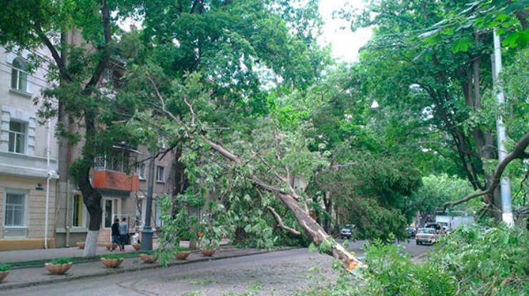 Улица Толстого, поваленные деревья оборвали линии троллейбусных проводов