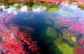 Самая красочная река - Каньо Кристалес