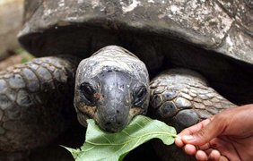 Старая черепаха