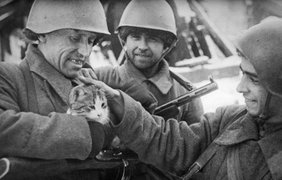 Советские бойцы с кошкой на руках в Сталинграде.