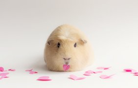 Бубу - самая милая морская свинка в интернете