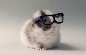 Бубу - самая милая морская свинка в интернете