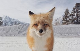Улыбка лисицы