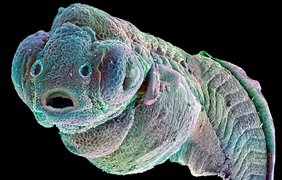 Эмбрион рыбы (электронный микроскоп)
