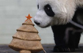 Большая панда собирается съесть рождественское угощение в Эдинбургском зоопарке в Шотландии, 17 декабря 2014 года.