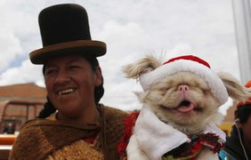Женщина народа аймара несёт свою собаку на конкурс рождественских костюмов в Эль-Альто, Боливия, 20 декабря 2014 года.