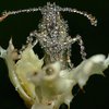 Драгоценный макромир росы: невероятные фотографии природы