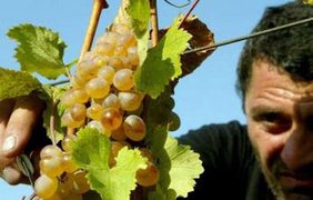 Головная боль грузинских виноделов