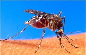 Модифицированный комар