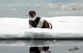 А в Бухте "Озерная" водятся полосатые тюлени