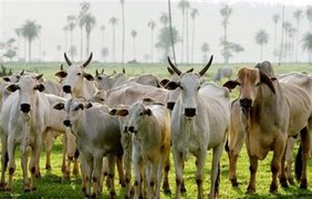 О чем мычат бразильские коровы...