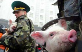 Протесты по-свински