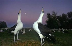 О чем поют альбатросы