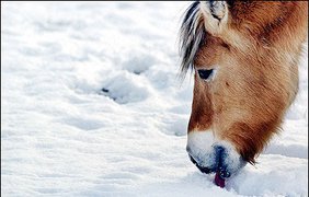 Вкусный снежок