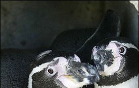"Голубые" пингвины