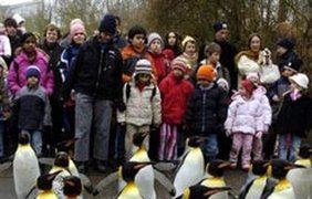 Пингвины против птичьего гриппа!