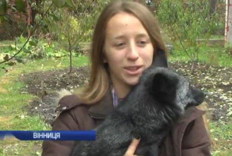 Дівчина з Вінниці прихистила вдома сім'ю лисиць