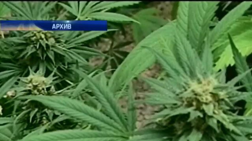 В США начнут продажу сигарет с коноплей