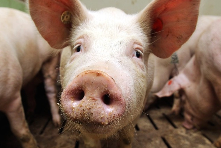На Одещині зафіксовано спалах чуми свиней