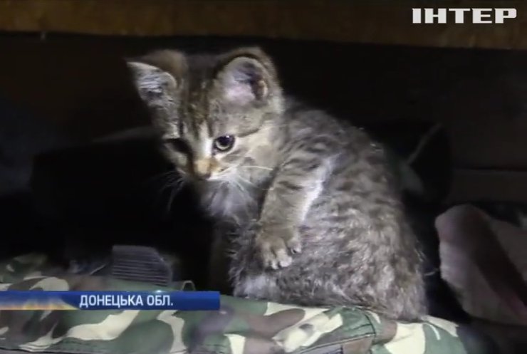 Під Донецьком військовим на допомогу мобілізували котів (відео)
