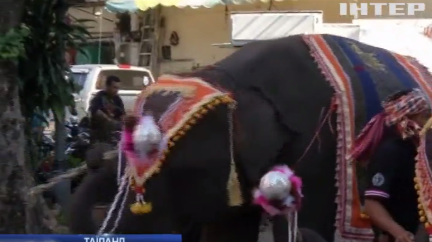 У Таїланді слони заполонили вулиці міста Сурін