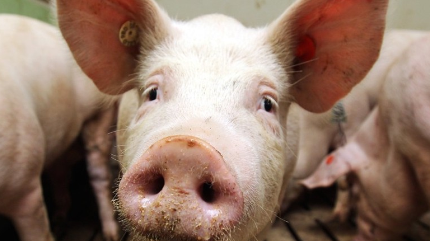 На Одещині зафіксовано спалах чуми свиней