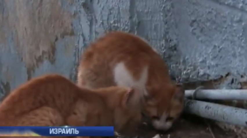 В Израиле выгонят из страны бездомных котов