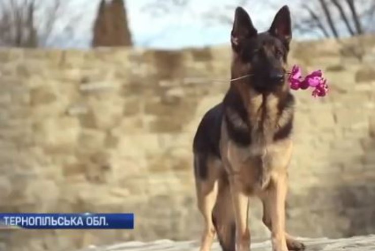 У Тернополі кінолога засудили за дресуру собаки
