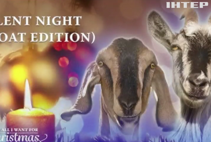 Колядку "Тиха ніч" у Швеції співають кози