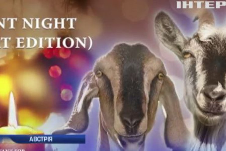 Колядку "Тиха ніч" виконали кози (відео)