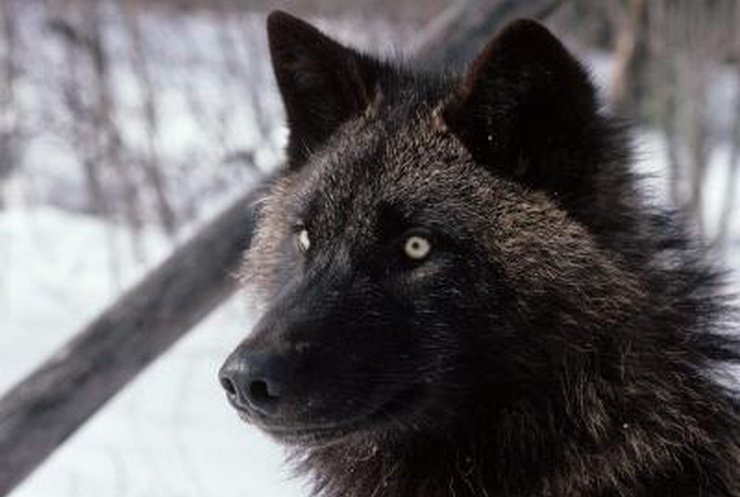 В Москве волк охранял 8 килограммов героина