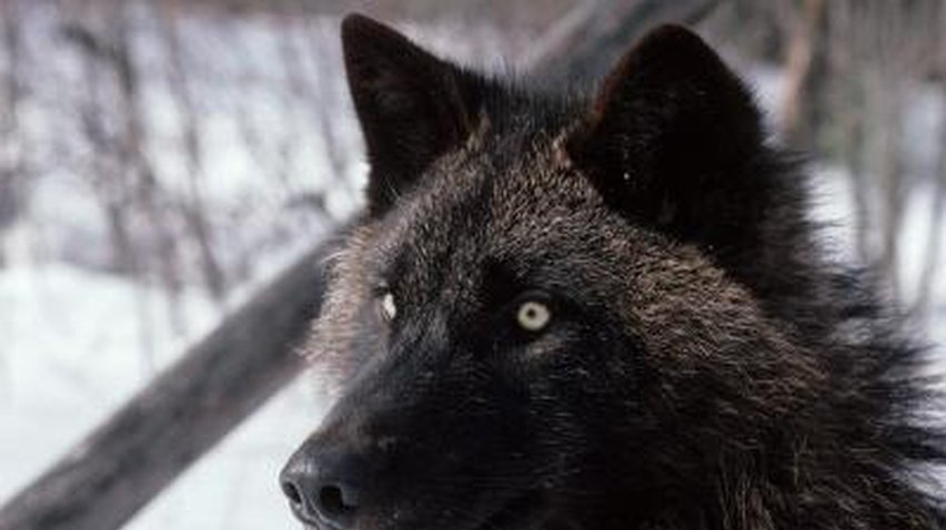 В Москве волк охранял 8 килограммов героина