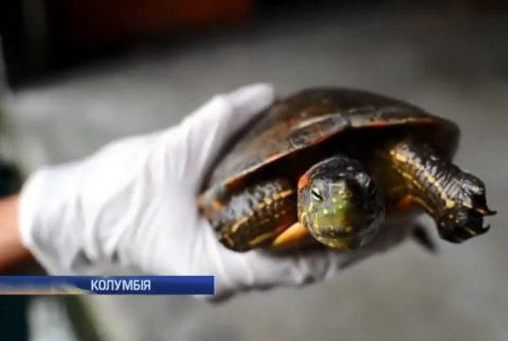 У Колумбії випустили на волю врятованих від браконьєрів тварин (відео)