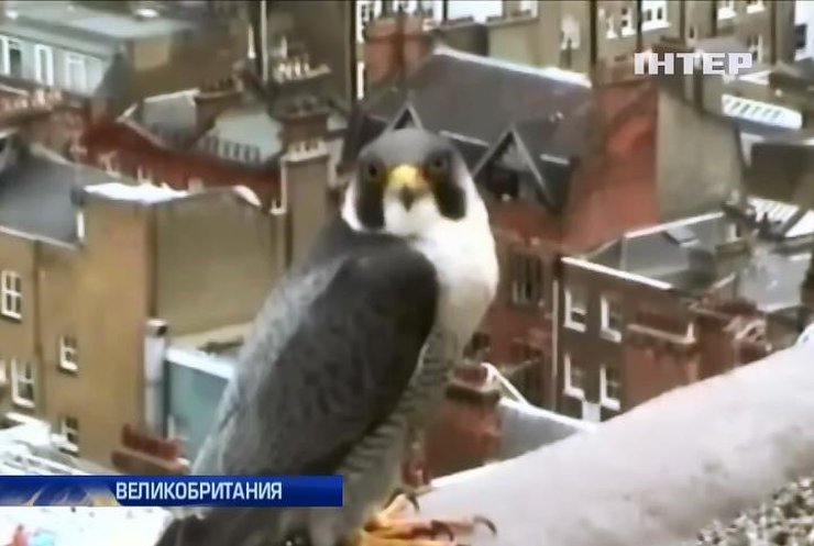 Мобильной связи Лондона угрожают птицы (видео)