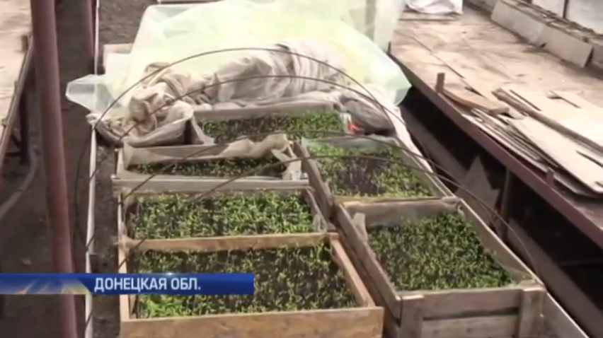 Поля в Лебединском усеяны неразорвавшимися снарядами (видео)
