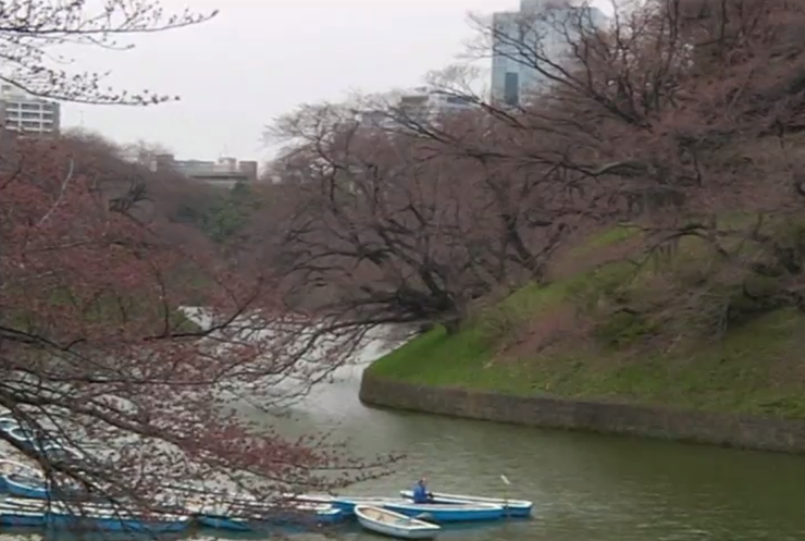 В Японію прийшла весна - там зацвіли сакури