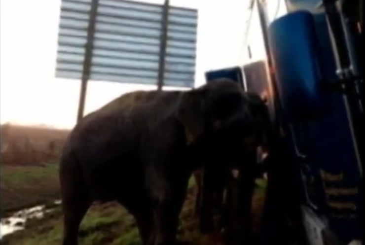 Слонів рятували велетенську вантажівку з болота