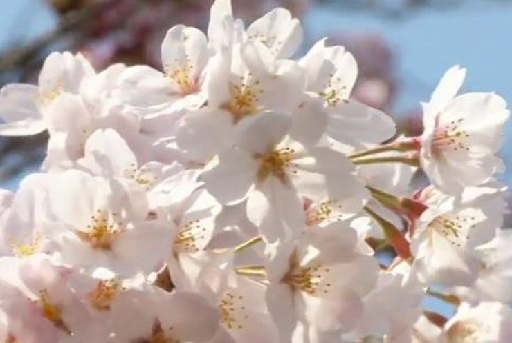 Японія милується цвітінням сакури