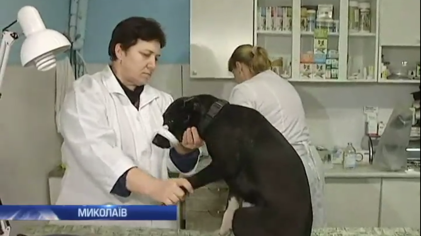 У Миколаєві дворові собаки тероризують городян