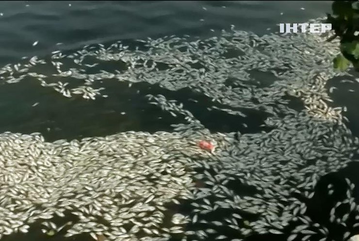 В озері у Ріо-де-Жанейро спливли 20 тонн риби
