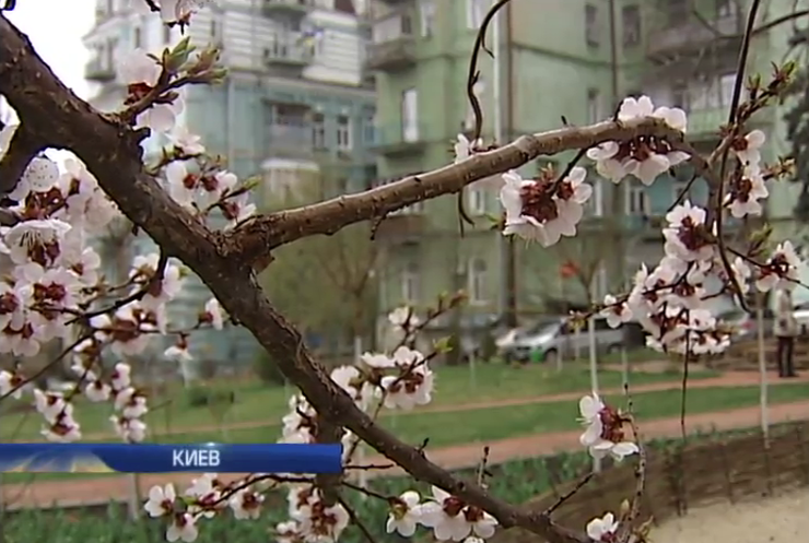 Киевляне защищают сквер "Небесйно сотни" от застройки (видео)