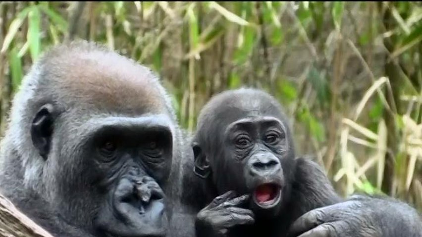 У зоопарку Нью-Йорка показали новонардожених горил