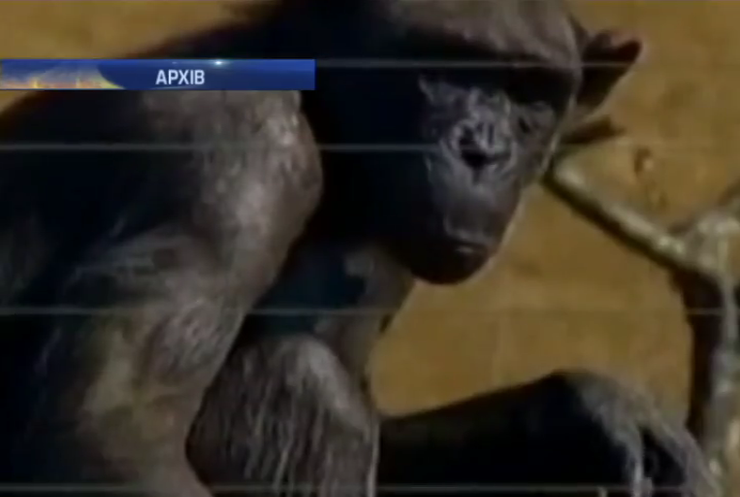 Суд у США наділив шимпанзе правами людини