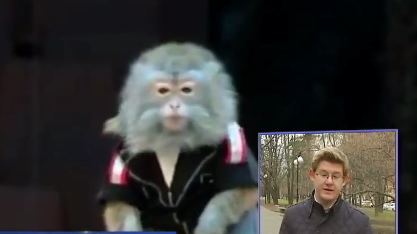 Циркачи в России нарядили обезьян в нацистов