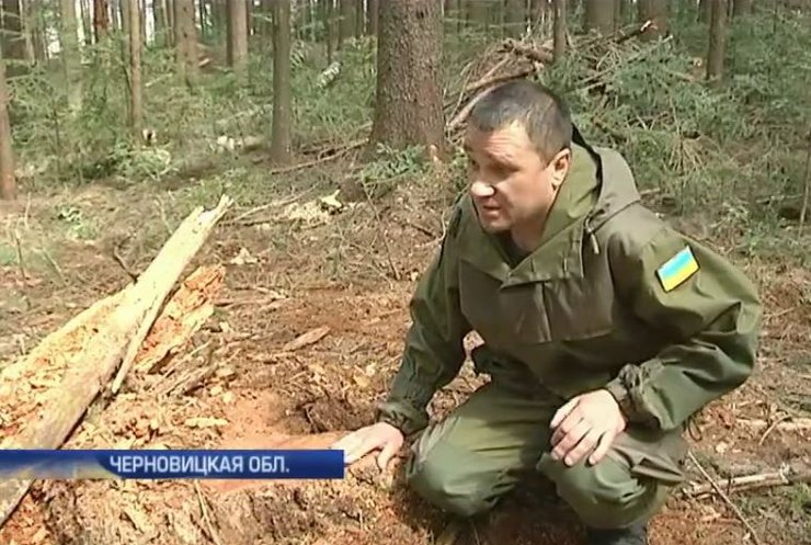 Депутаты из Киева "крышуют" вырубку леса на Буковине