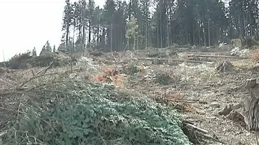 На Буковині ліс крадуть вагонами (відео)